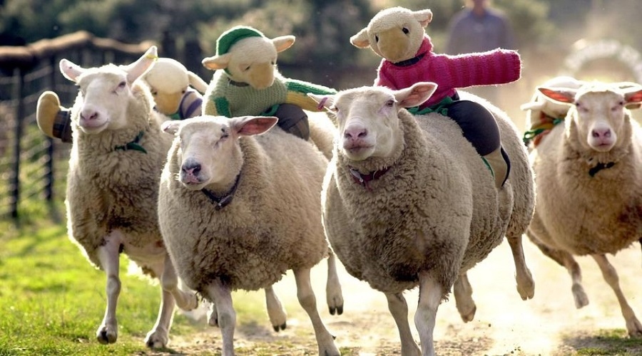 Sheep shearing festival