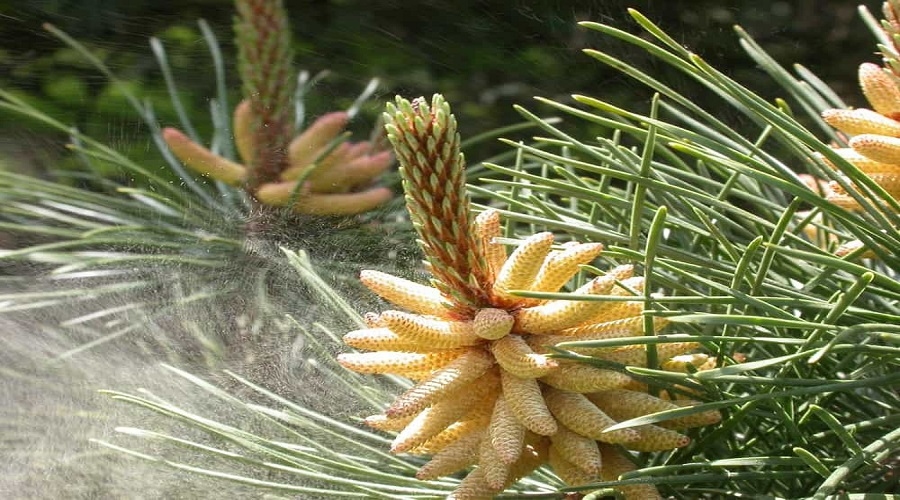 Pine pollination in Stepanavan